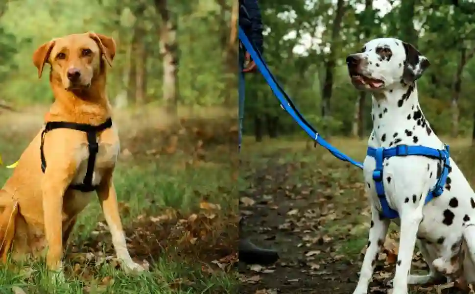 Balancing Act: The Use of Weight-Pulling Harnesses in Canine Fitness