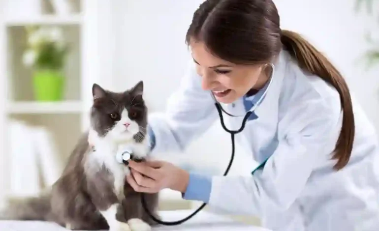 Cat Insurance 101: Understanding Coverage for Your Furry Friend